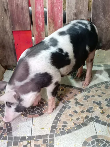 Suínos Pietrain&landrace