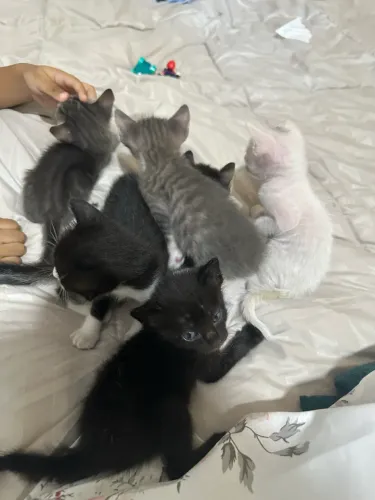 Doação de gatinhos,que precisam de um lar