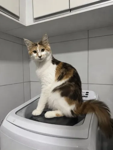 Gata Maine Coon