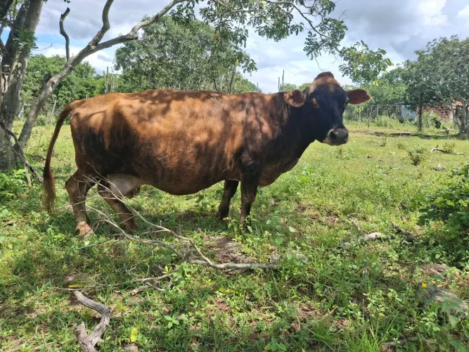 Mini vaca leiterira
