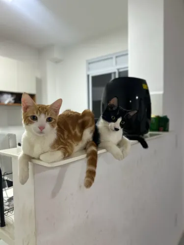 Doação de gatos