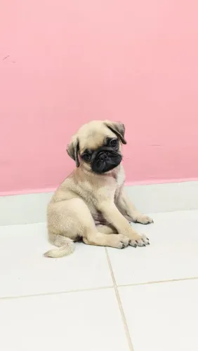 Fil. Pug fêmea 