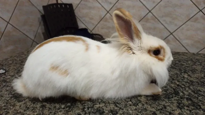 Coelho raça lionhead americano
