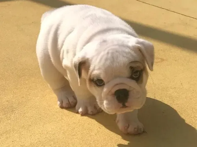 Bulldog Inglês,Bulldog Inglês Filhote Top Padrão da Raça