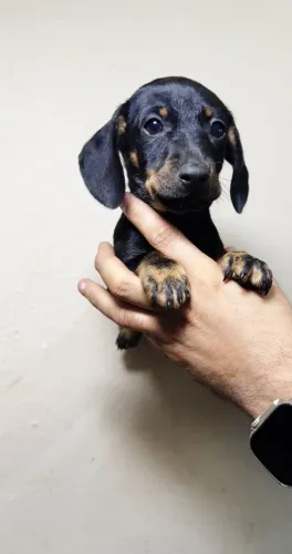 Teckel (Dachshund) Lindíssimo - Pronto para Amar