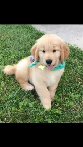 Filhote Golden Retriever Macho de Presença Marcante