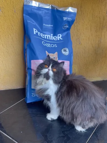 persa fêmea frajolinha um ano