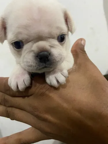 Filhotes de pug com pedigree 