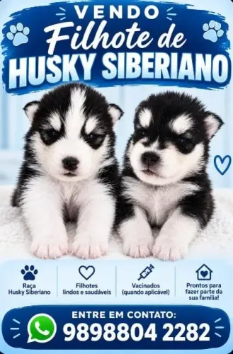 Filhote de Husky Siberiano - Lindo, Vacinado e Vermifugado! São Luis-MA