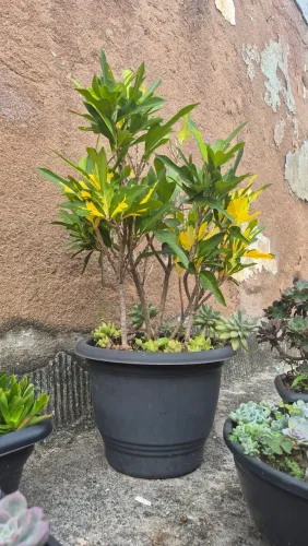 Vendo vaso de Croton