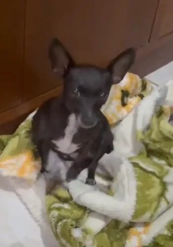 Pinscher fêmea número 1 bem micro