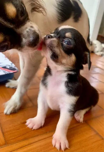 Chihuahua micro pelo curto excelente pedigree!
