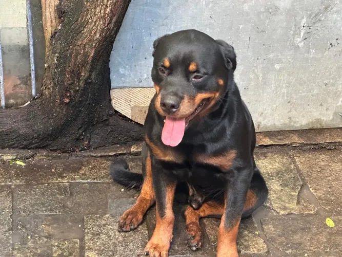 Filhotes de Rottweiler Puros - 47 Dias - Vermifugados