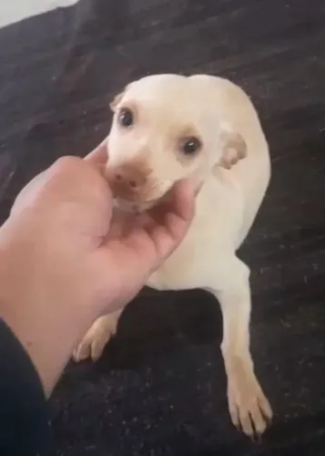 Pinscher N1 Macho -Vacinado