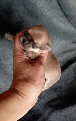 Machinho de chihuahua com pedigree CBKC