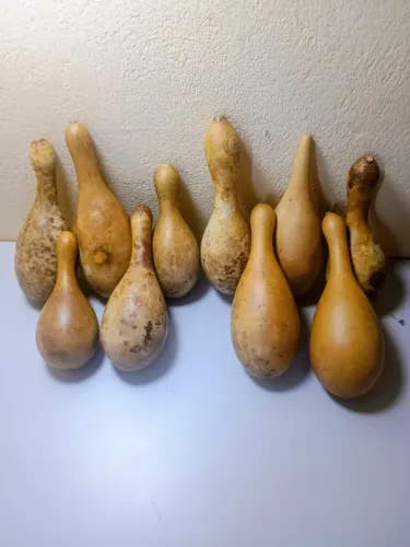 Mini cabaças a venda !