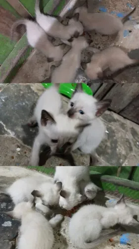 Doação de 5 gatos filhotes.