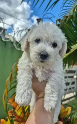 Poodle toy macho 350,00