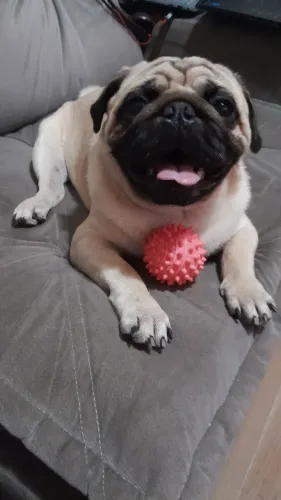 Pug macho disponível para cruza