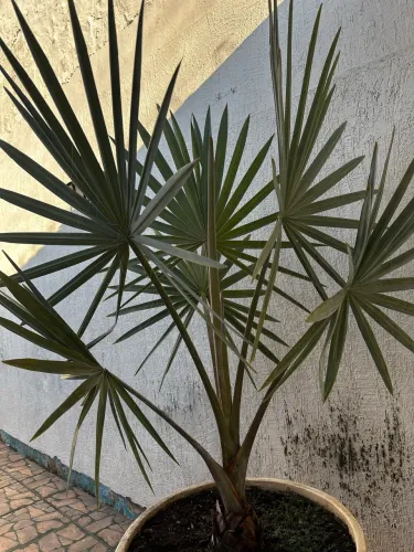 Vende- se Palmeira Azul