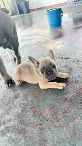 Buldogue