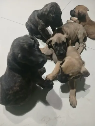 Filhote de Fila Brasileiro 300 Reais