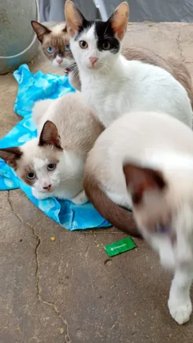 Doação de lindos gatos 