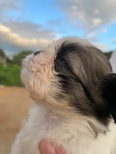Shih Tzu Filhote Macho