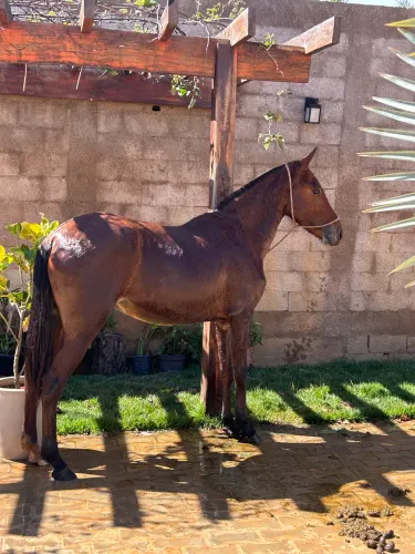 Potra mangalarga marchador