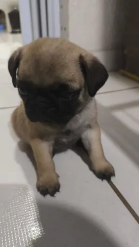 Filhote pug, Nada como um cachorrinho para completar sua família!