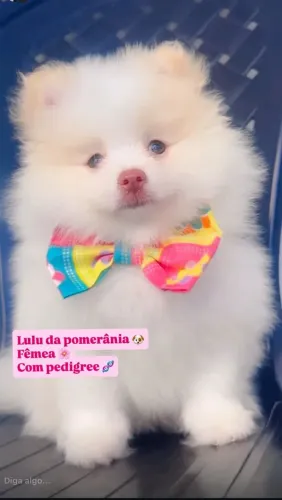 Lulu da Pomerânia