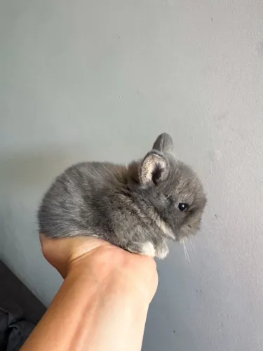 Coelho Netherland Dwarf filhote 