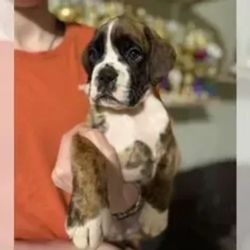 Boxer,Boxer Filhote com Ótimo Padrão da Raça e Perfil Brincalhão