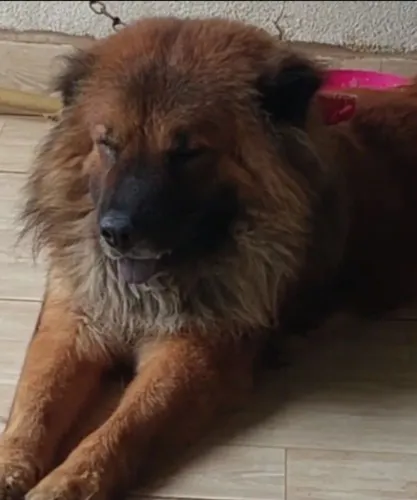 Filhotes de Chow Chow
