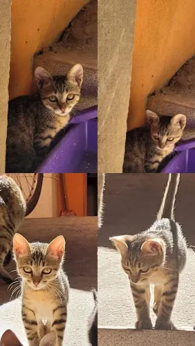 Gatinhos filhotes pra adoção