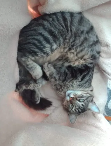 ADOTE lindo gato listrado 2 tons de cinza magnífico 