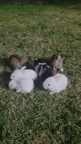 Coelhos de 1 mês