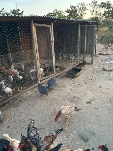 Galinha caipira