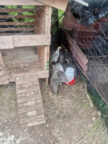 Vendo filhotes de peru com 40 dias