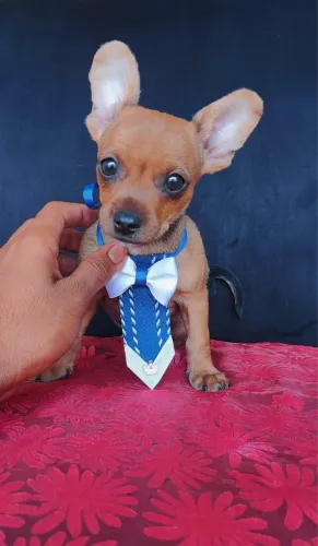 Fêmea e macho de pincher