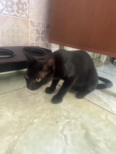 Gatinho para adoção 4 meses pretinho olhos verdes 