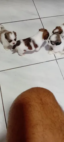 Vende cachorro shih tzu