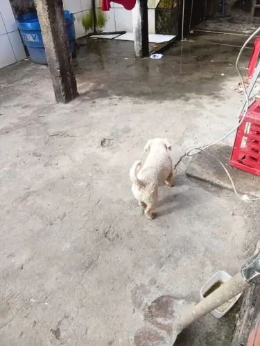 Cachorro