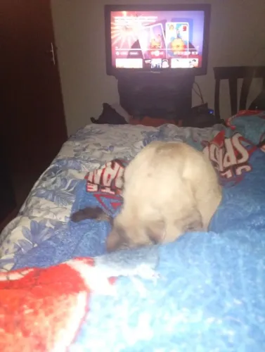 Doação responsável de gatos