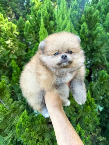 Lulu da pomerânia anão macho com pedigree CBKC