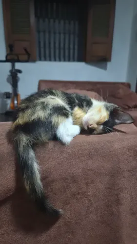 GATINHOS PARA ADOÇÃO RESPONSÁVEL
