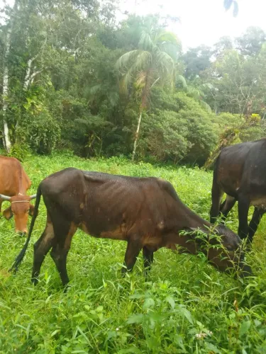 Vendo 2 cabeça de vaca