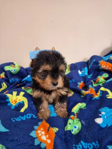 Yorkshire Terrier micro