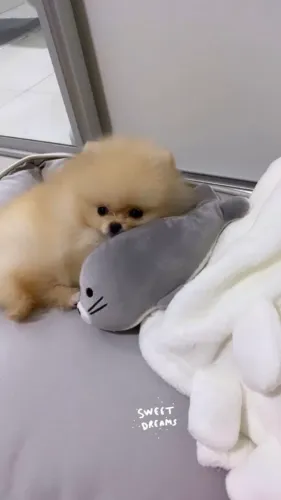 Spitz Alemão lindo demais