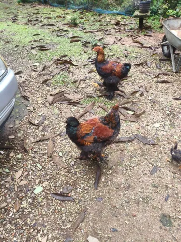 Galo Brahma